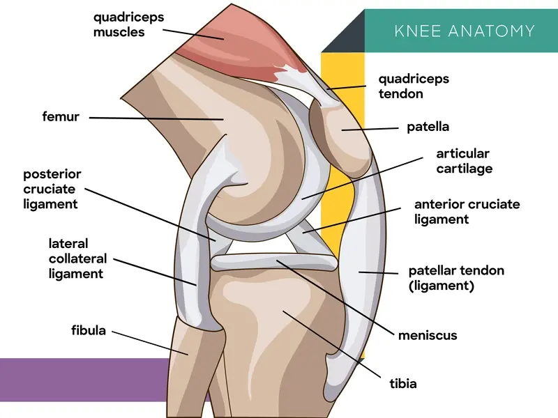 Diagram of the anatomy of a knee