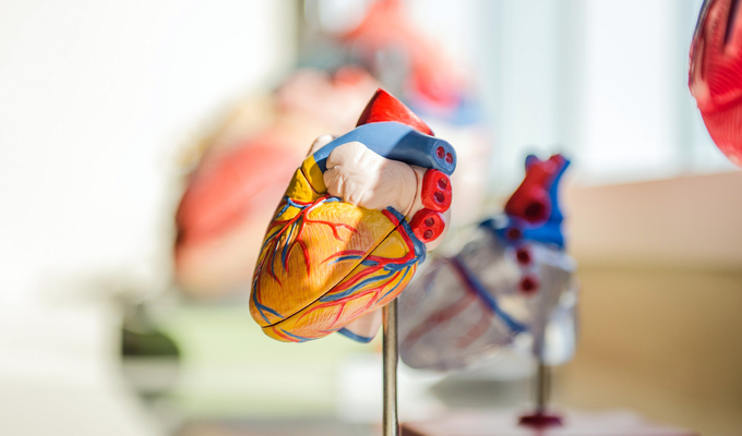 3D models of the heart and its structures
