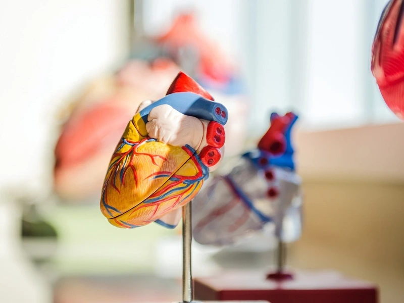 anatomic model of heart