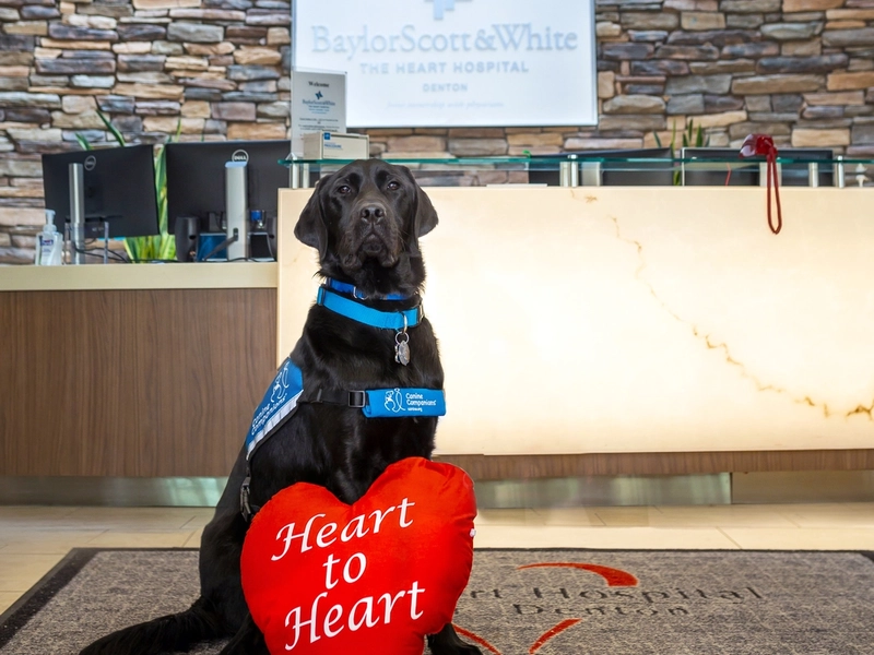 Canine Companion service dog with Valentine's Day heart 