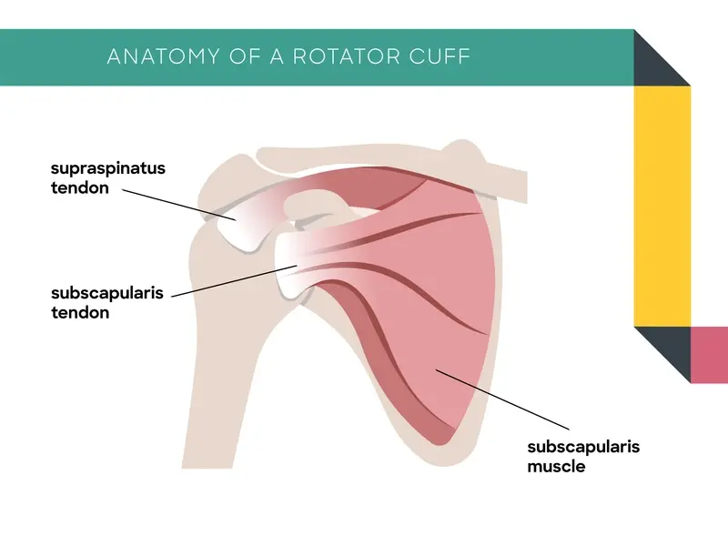 rotator cuff anatomy