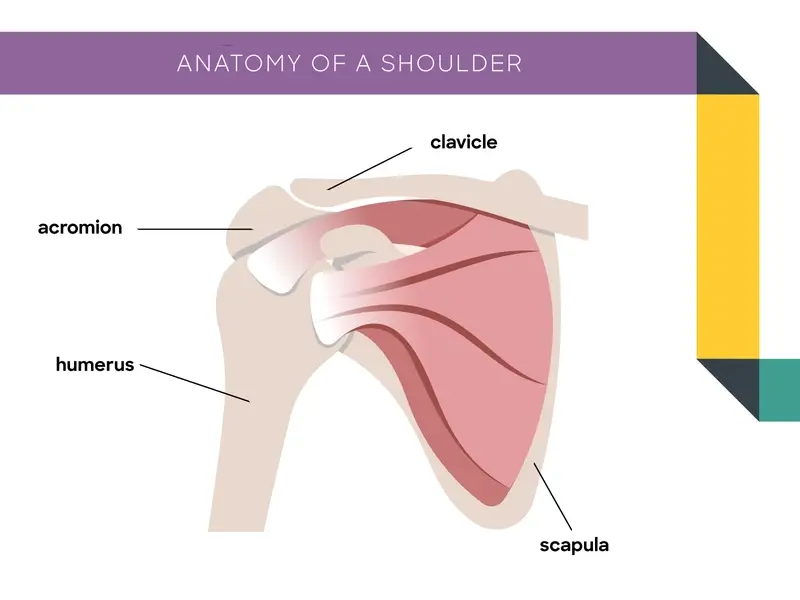 Anatomy of a shoulder diagram