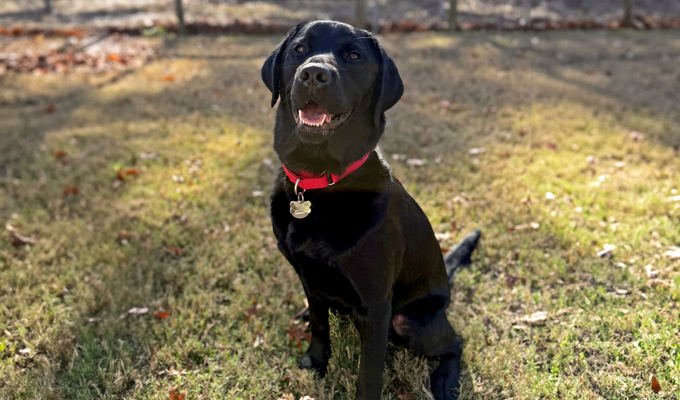 Fuller, a cardiac support dog