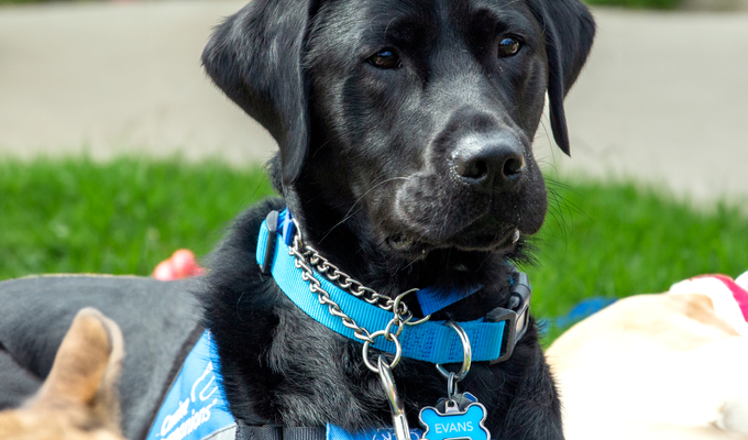 Evans the Canine Companion Service Dog