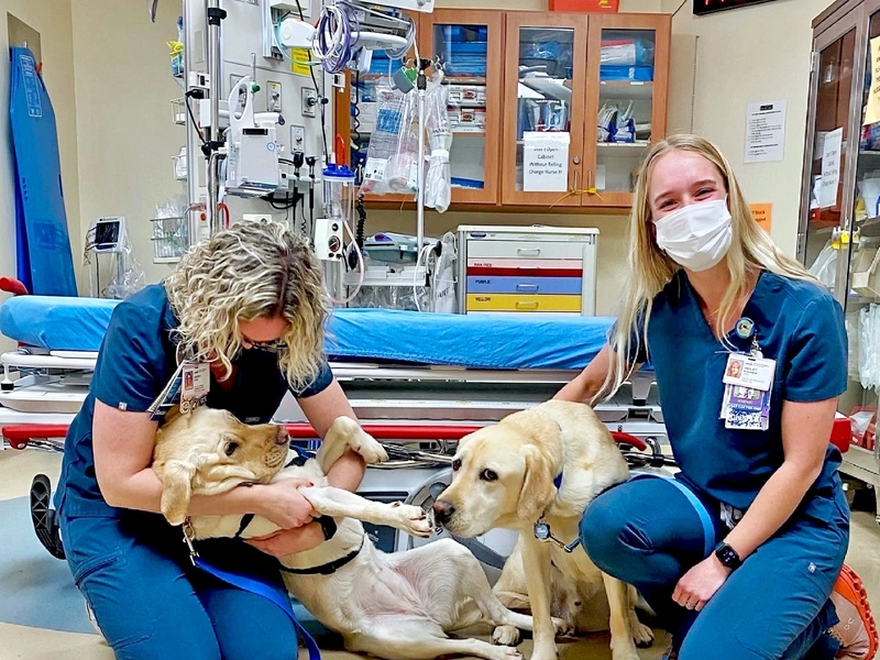 Staff with canine companions dogs