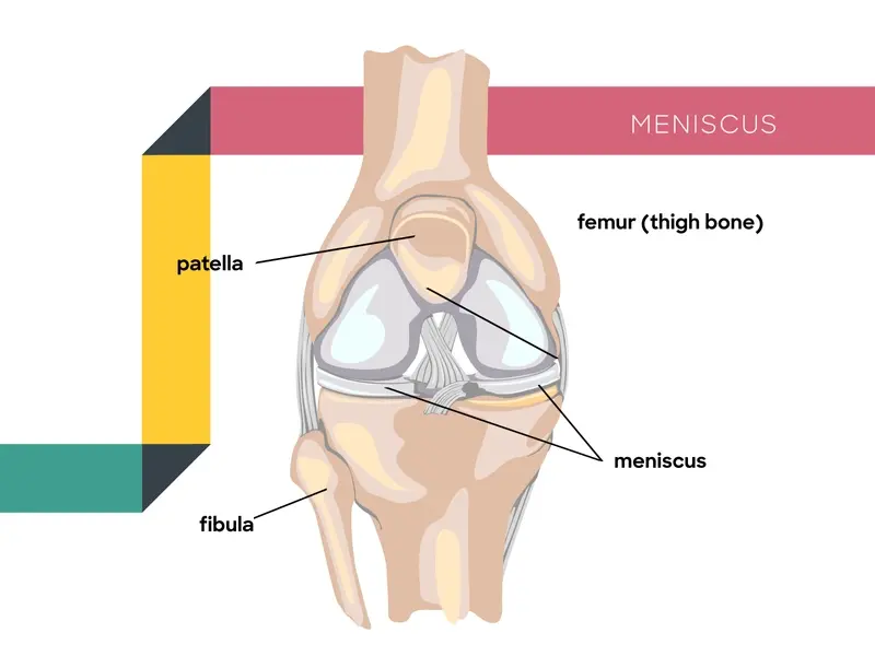 knee anatomy diagram showing the meniscus